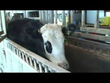 Load and play video in Gallery viewer, Tru-Test EziWeigh7i Digital Weigh Head Indicator from Leam Agri Ltd, Tempo, County Fermanagh, Northern Ireland. Serving Fermanagh, Tyrone, Antrim, Down, Londonderry, Armagh, Cavan, Leitrim, Sligo, Monaghan, Donegal, Dublin Carlow, Clare, Cork, Galway, Kerry, Kildare, Kilkenny, Laois, Limerick, Longford, Louth, Mayo, Meath, Monaghan, Offaly, Roscommon, Tipperary, Waterford, Westmeath, Wexford and Wicklow and throughout the United Kingdom