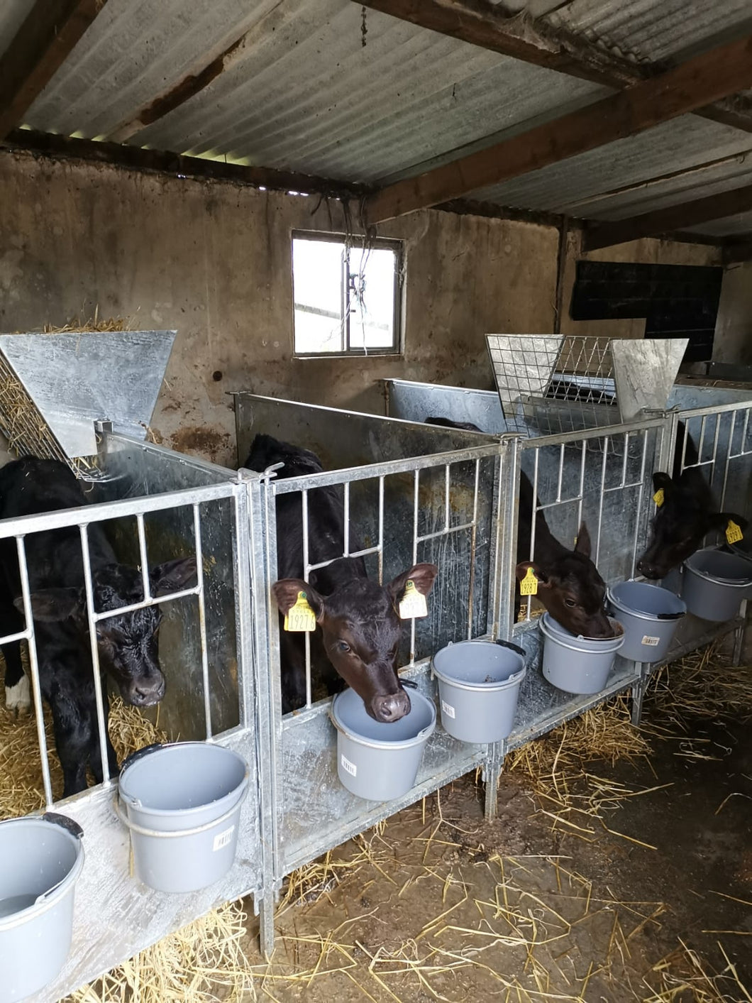 Calf Pens - Solid Side and Timber Floor