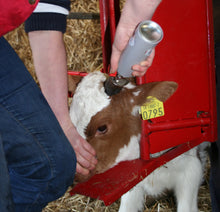 Load image into Gallery viewer, O’Neill Calf &amp; Sheep Staller
