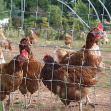 Load image into Gallery viewer, Tornado Poultry Wire Enniskillen from Leam Agri Ltd, Tempo, County Fermanagh, Northern Ireland. Serving Fermanagh, Tyrone, Antrim, Down, Londonderry, Armagh, Cavan, Leitrim, Sligo, Monaghan, Donegal, Dublin Carlow, Clare, Cork, Galway, Kerry, Kildare, Kilkenny, Laois, Limerick, Longford, Louth, Mayo, Meath, Monaghan, Offaly, Roscommon, Tipperary, Waterford, Westmeath, Wexford and Wicklow and throughout the United Kingdom, NI, ROI
