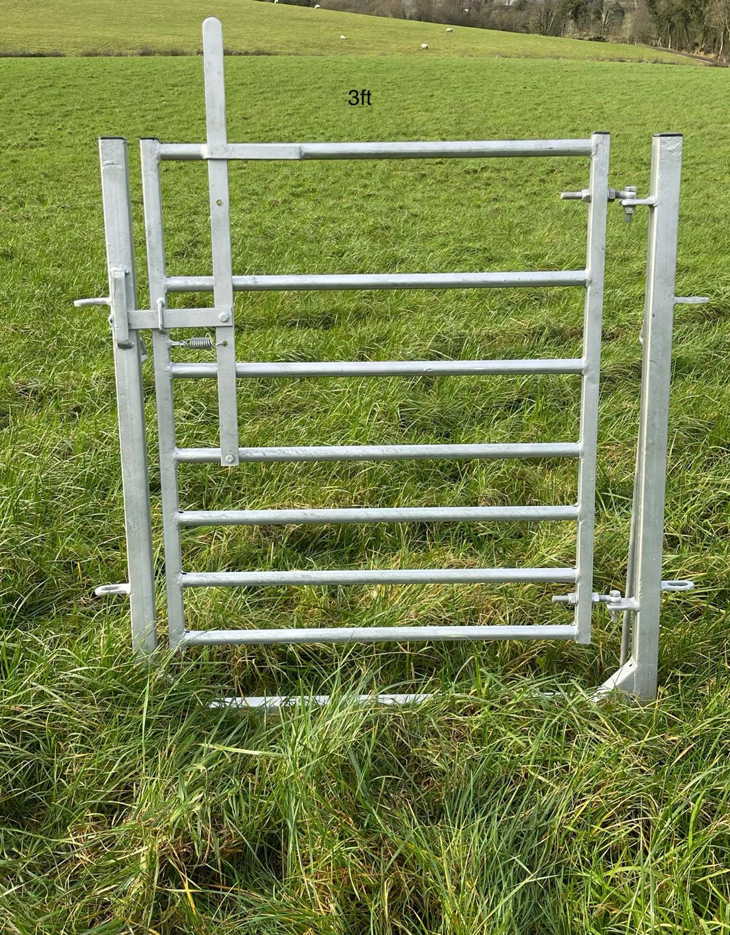 Sheep Swinging Gates In Frame