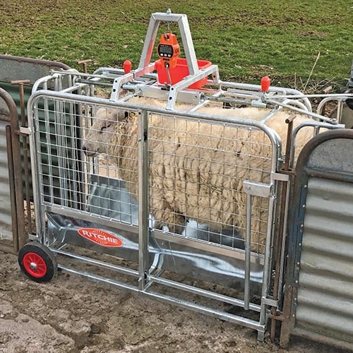 Ritchie Lamb Weigher from Leam Agri Ltd, Tempo, County Fermanagh, Northern Ireland. Serving Fermanagh, Tyrone, Antrim, Down, Londonderry, Armagh, Cavan, Leitrim, Sligo, Monaghan, Donegal, Dublin Carlow, Clare, Cork, Galway, Kerry, Kildare, Kilkenny, Laois, Limerick, Longford, Louth, Mayo, Meath, Monaghan, Offaly, Roscommon, Tipperary, Waterford, Westmeath, Wexford and Wicklow and throughout the United Kingdom