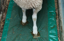 Load image into Gallery viewer, Sheep Foam Footbath from Leam Agri Ltd, Tempo, County Fermanagh, Northern Ireland. Serving Fermanagh, Tyrone, Antrim, Down, Londonderry, Armagh, Cavan, Leitrim, Sligo, Monaghan, Donegal, Dublin Carlow, Clare, Cork, Galway, Kerry, Kildare, Kilkenny, Laois, Limerick, Longford, Louth, Mayo, Meath, Monaghan, Offaly, Roscommon, Tipperary, Waterford, Westmeath, Wexford and Wicklow and throughout the United Kingdom
