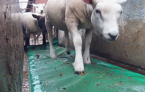 Sheep Foam Footbath from Leam Agri Ltd, Tempo, County Fermanagh, Northern Ireland. Serving Fermanagh, Tyrone, Antrim, Down, Londonderry, Armagh, Cavan, Leitrim, Sligo, Monaghan, Donegal, Dublin Carlow, Clare, Cork, Galway, Kerry, Kildare, Kilkenny, Laois, Limerick, Longford, Louth, Mayo, Meath, Monaghan, Offaly, Roscommon, Tipperary, Waterford, Westmeath, Wexford and Wicklow and throughout the United Kingdom