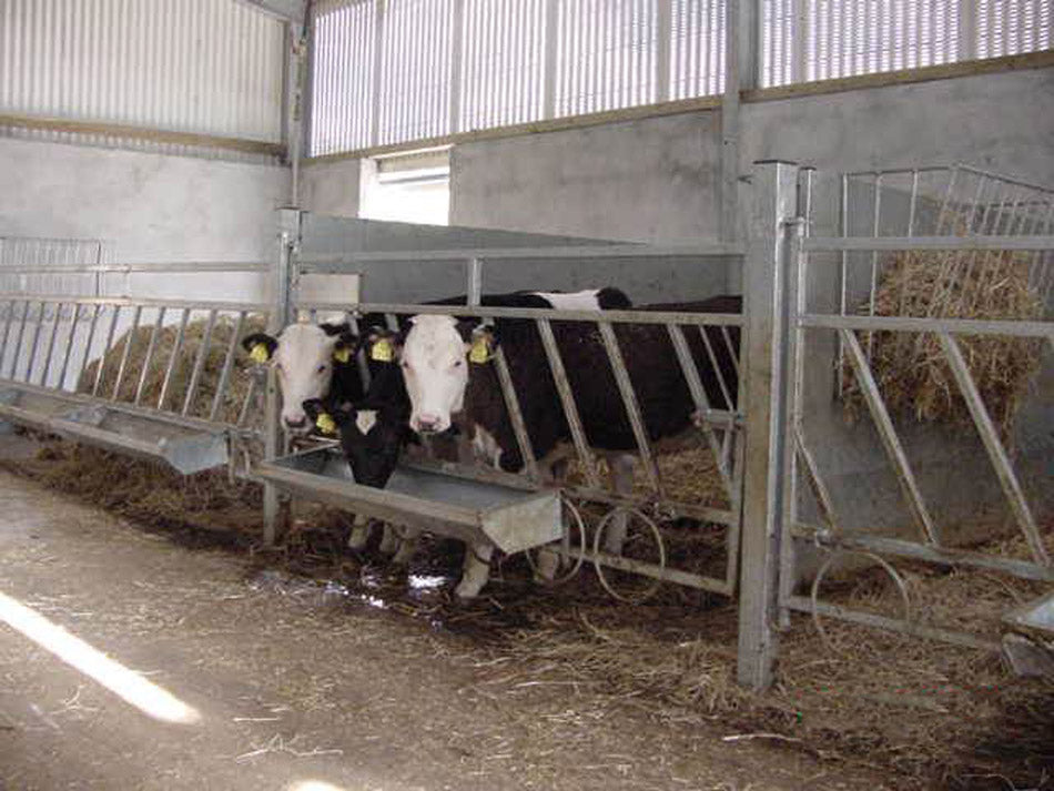 Calf Feeding Gate