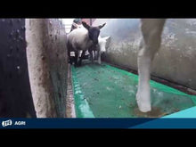 Load and play video in Gallery viewer, Sheep Foam Footbath from Leam Agri Ltd, Tempo, County Fermanagh, Northern Ireland. Serving Fermanagh, Tyrone, Antrim, Down, Londonderry, Armagh, Cavan, Leitrim, Sligo, Monaghan, Donegal, Dublin Carlow, Clare, Cork, Galway, Kerry, Kildare, Kilkenny, Laois, Limerick, Longford, Louth, Mayo, Meath, Monaghan, Offaly, Roscommon, Tipperary, Waterford, Westmeath, Wexford and Wicklow and throughout the United Kingdom
