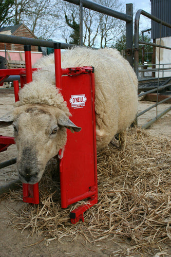 O’Neill Calf & Sheep Staller from Leam Agri Ltd, Tempo, County Fermanagh, Northern Ireland.  Serving Fermanagh, Tyrone, Antrim, Down, Londonderry, Armagh, Cavan, Leitrim, Sligo, Monaghan, Donegal, Dublin Carlow, Clare, Cork, Galway, Kerry, Kildare, Kilkenny, Laois, Limerick, Longford, Louth, Mayo, Meath, Monaghan, Offaly, Roscommon, Tipperary, Waterford, Westmeath, Wexford and Wicklow and throughout the United Kingdom