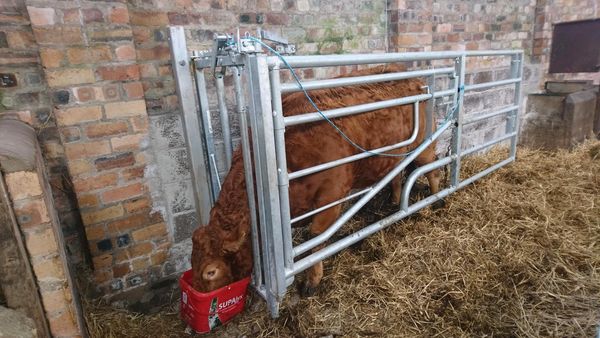 Calving Gate Large Ritchie Bo Steel Calving Gates - Adjustable – Leam Agri Ltd