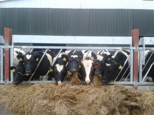 Weanling Feed Gate Feeding Barrier from Leam Agri Ltd, Tempo, Enniskillen, County Fermanagh, Northern Ireland. Serving Fermanagh, Tyrone, Antrim, Down, Londonderry, Armagh, Cavan, Leitrim, Sligo, Monaghan, Donegal, Dublin Carlow, Clare, Cork, Galway, Kerry, Kildare, Kilkenny, Laois, Limerick, Longford, Louth, Mayo, Meath, Monaghan, Offaly, Roscommon, Tipperary, Waterford, Westmeath, Wexford and Wicklow and throughout the United Kingdom, NI, ROI